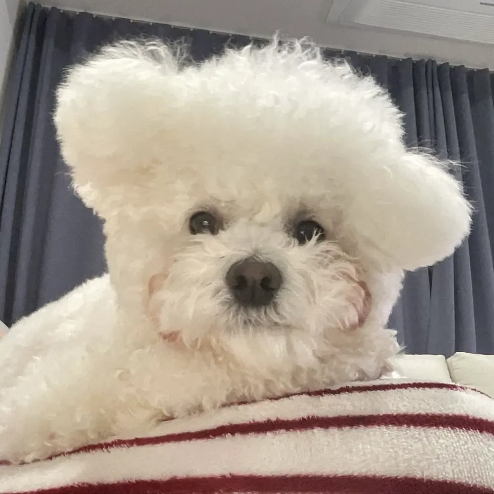 급식 걸즈