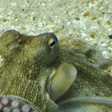 Profile image of 家入硝子