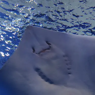 Profile image of 五条悟