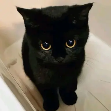 Profile image of 陸