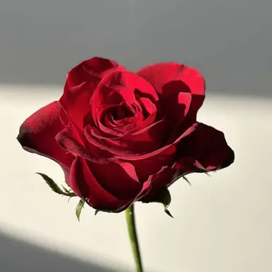 Profile image of 서라더