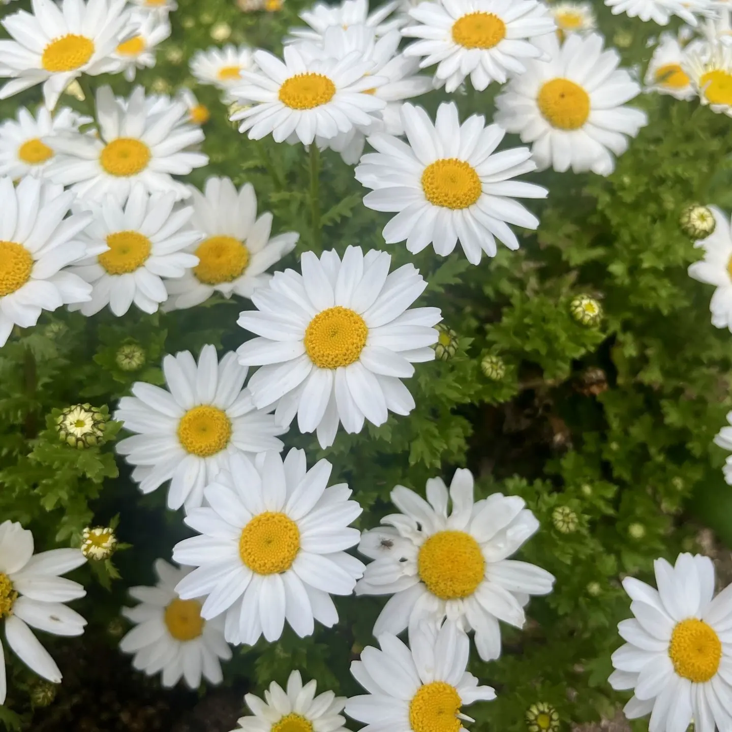 gojooku의 花の番人