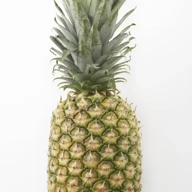 Profile image of パイプル