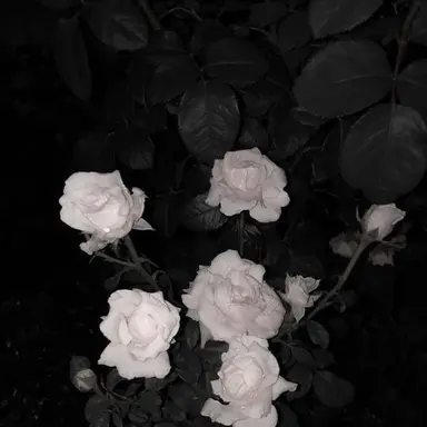 Profile image of NCT