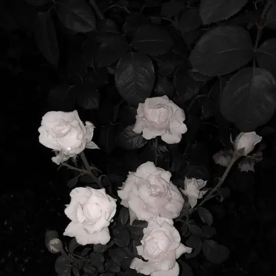 babyminji_xxoo의 NCT