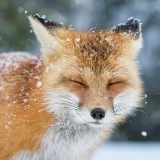 Profile image of 여우