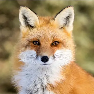 Profile image of 여우