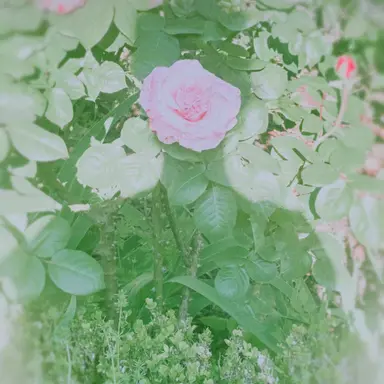 Profile image of 阿部亮平