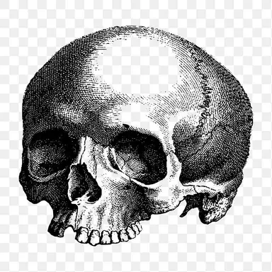 Profile image of Nico Di Angelo