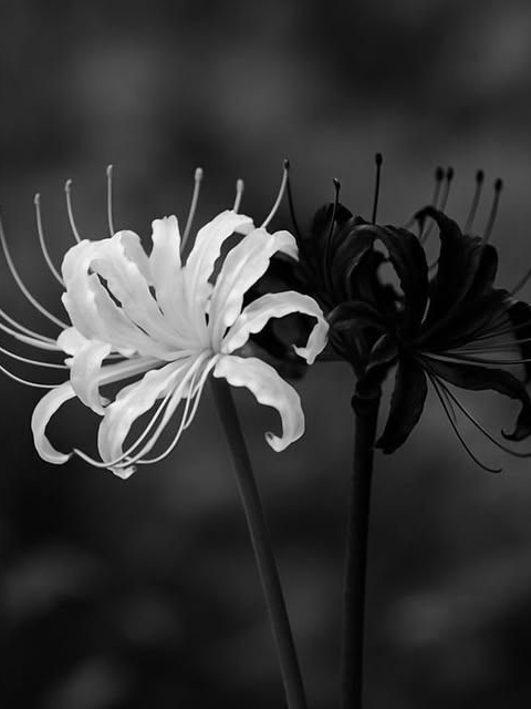 이반 / 젠 대표 이미지