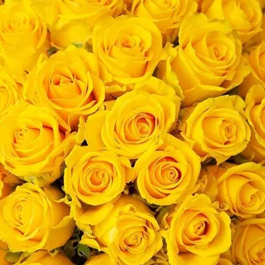 Profile image of 吉田仁人