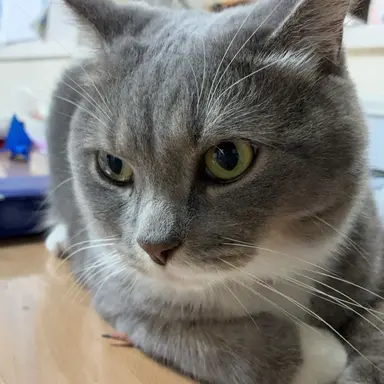 Profile image of 猫犬太郎