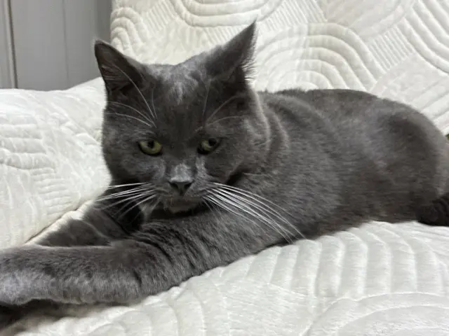 Profile image of 猫犬太郎