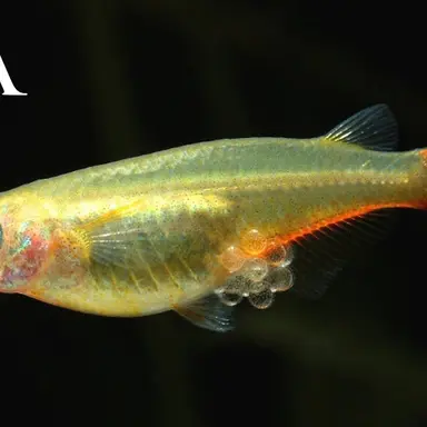 Profile image of 鰤子