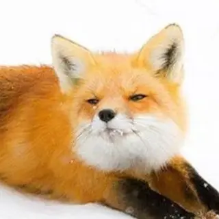 Profile image of 여우