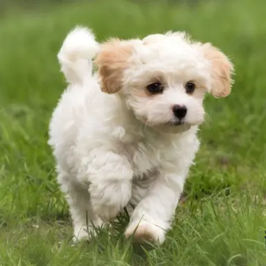 Profile image of 망고