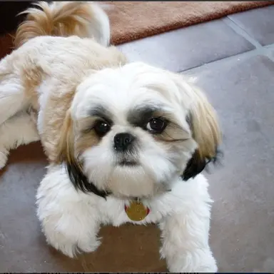 Profile image of 코이