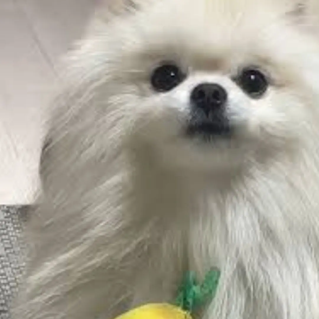 LoyalPump1701의 망고&설이