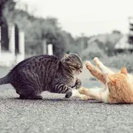 MustyTapir3668의 Warrior Cats RP