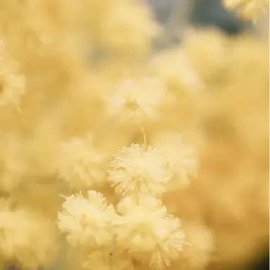 Profile image of 김일영