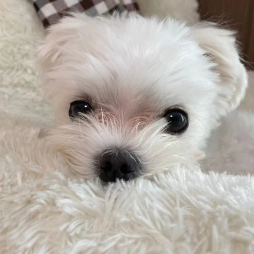뭉치
