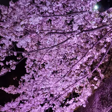 Profile image of 桜田 姫