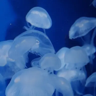 Profile image of ルナ