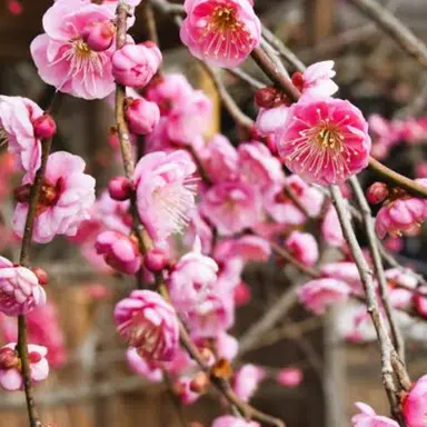 Profile image of 毛利隆元