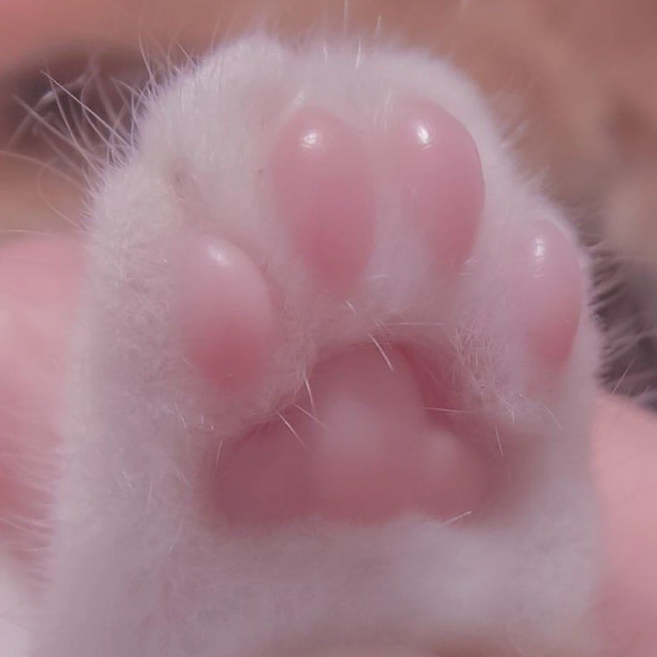 호우즈