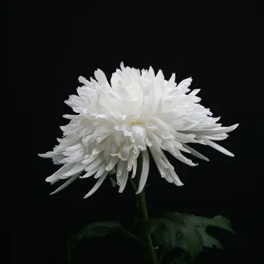 Profile image of 카인