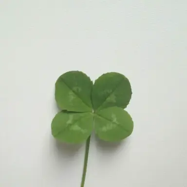 Profile image of 당신 담배난비눗방울