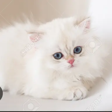 Profile image of 餅