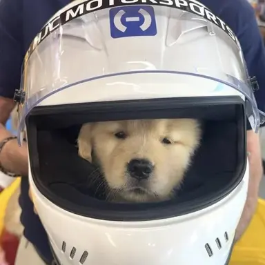 Profile image of Halo