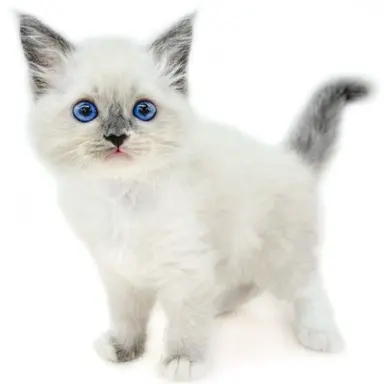 Profile image of ラグドール