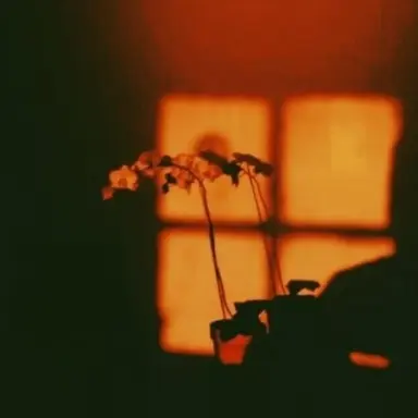 Profile image of 코마