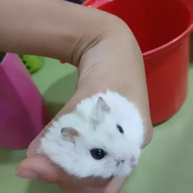 Profile image of 시나즈가와 겐야