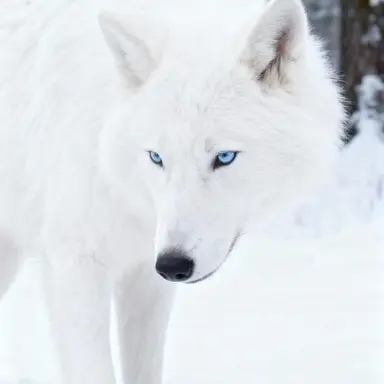 Profile image of Cooper