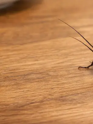 baechutwigim의 바퀴벌레 BL♡