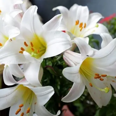 Profile image of 葛葉