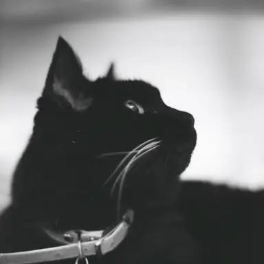 Profile image of スネイプ
