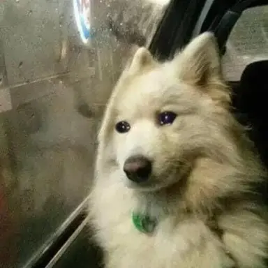 Profile image of 강영현