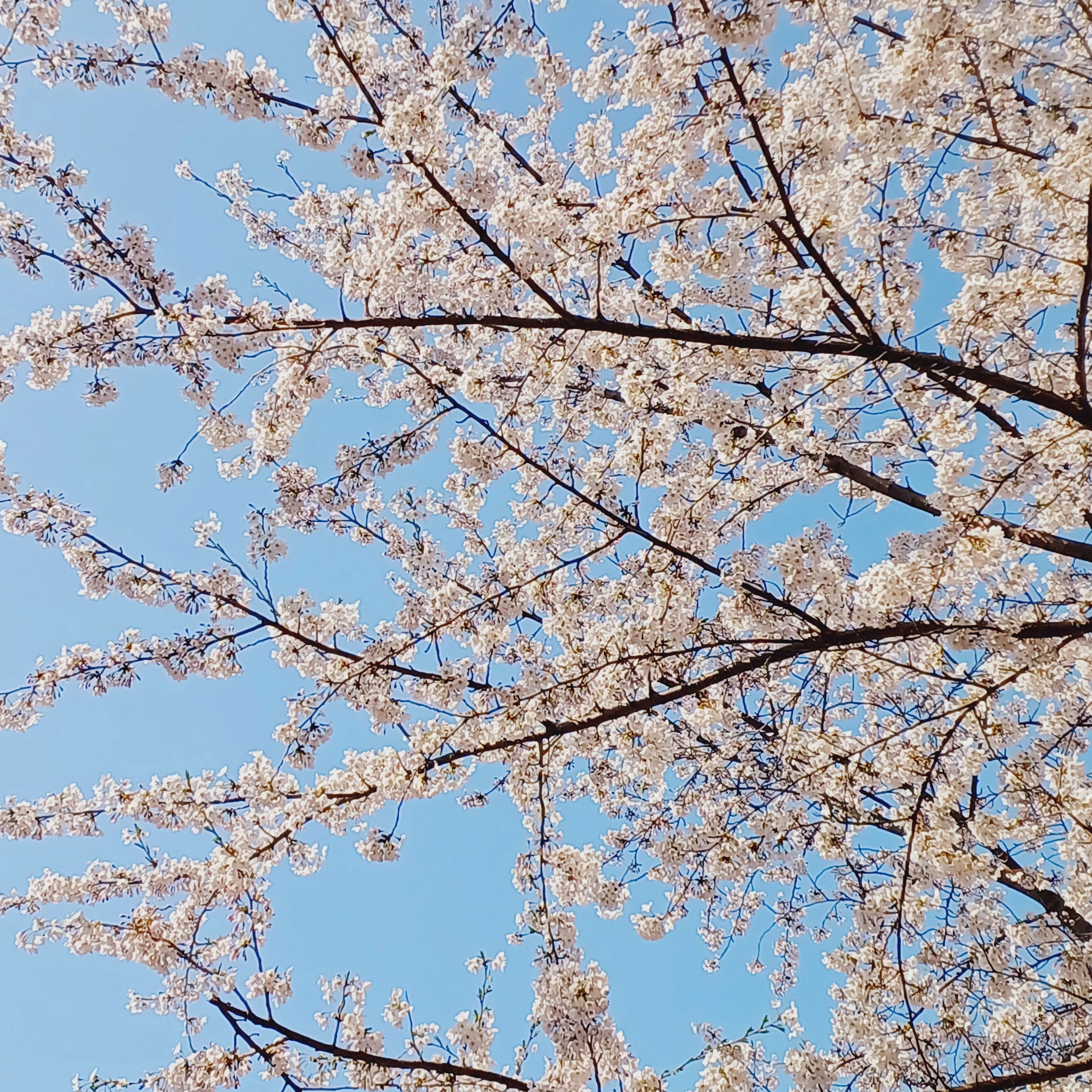 사자보이즈 