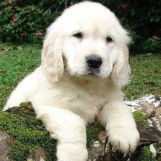 GloomyTear9160의 아카자네학교