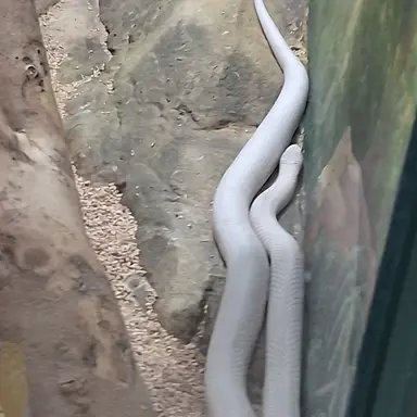 Profile image of 뱀이스파이더