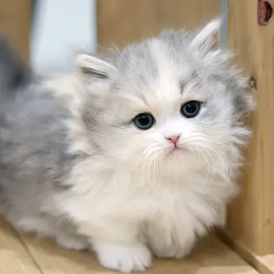 DenseBongo4098의 귀욥둥이