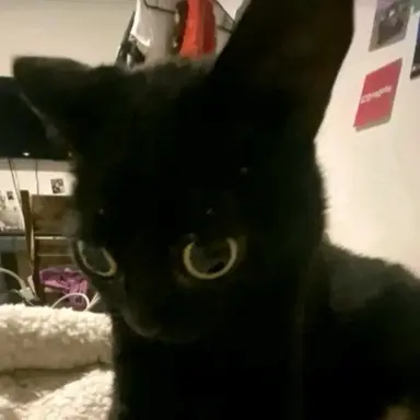 Profile image of Spike