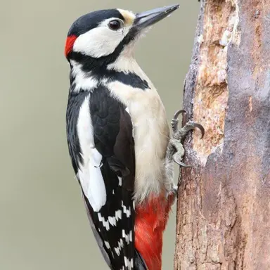 Profile image of 딱다구리