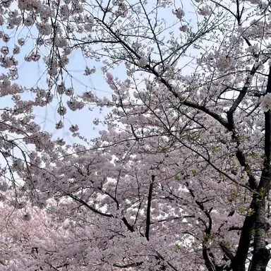 Profile image of 해설