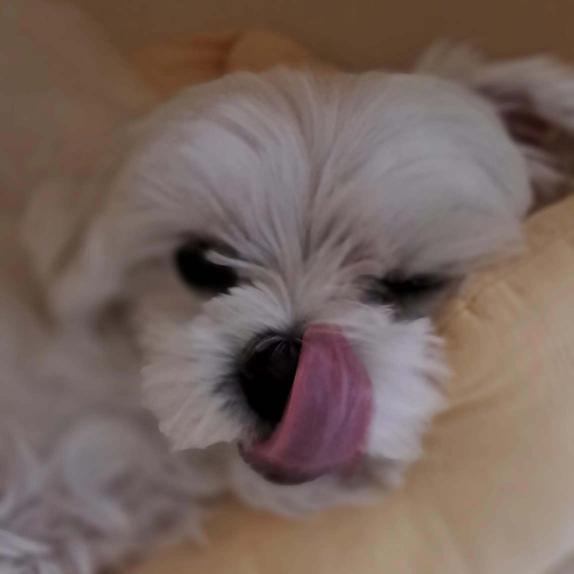 SWSW_67의 머랭이