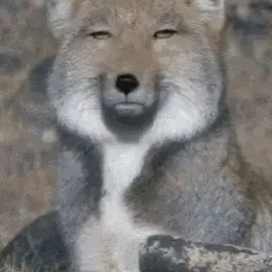 Profile image of 여우